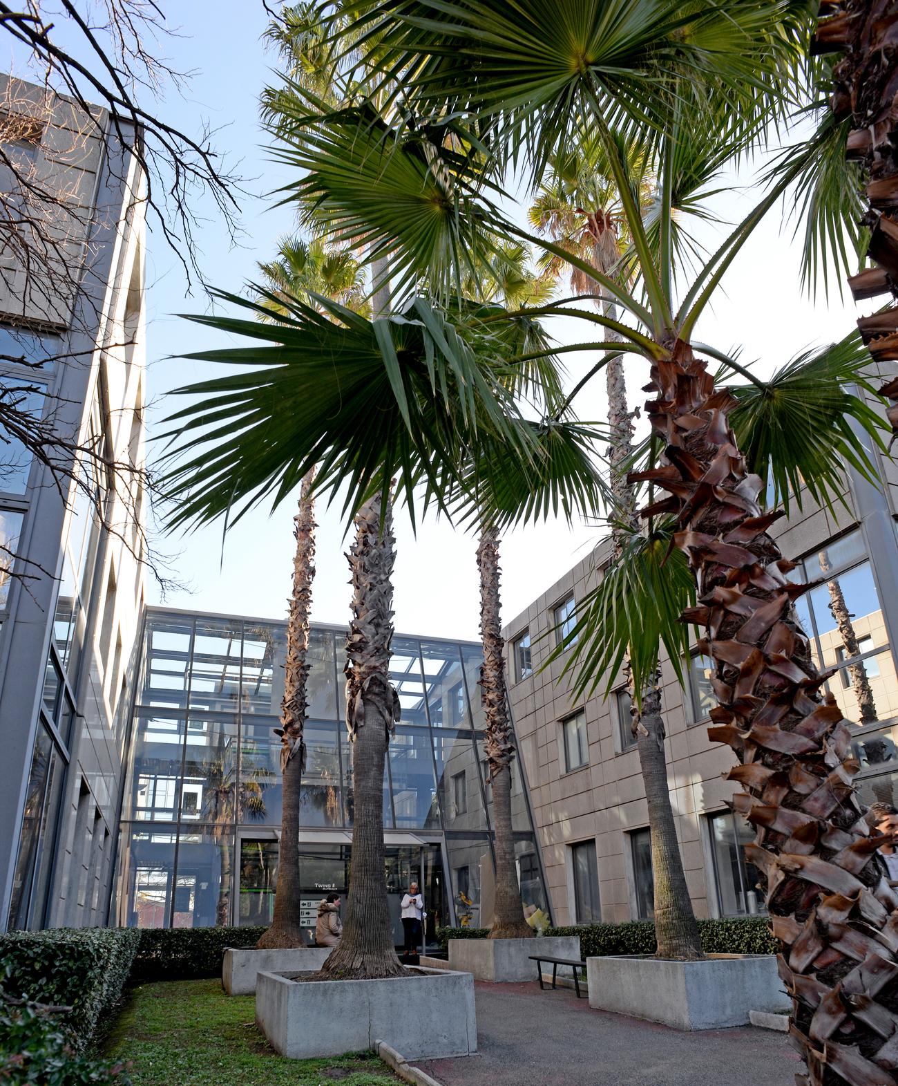 Les palmiers du patio