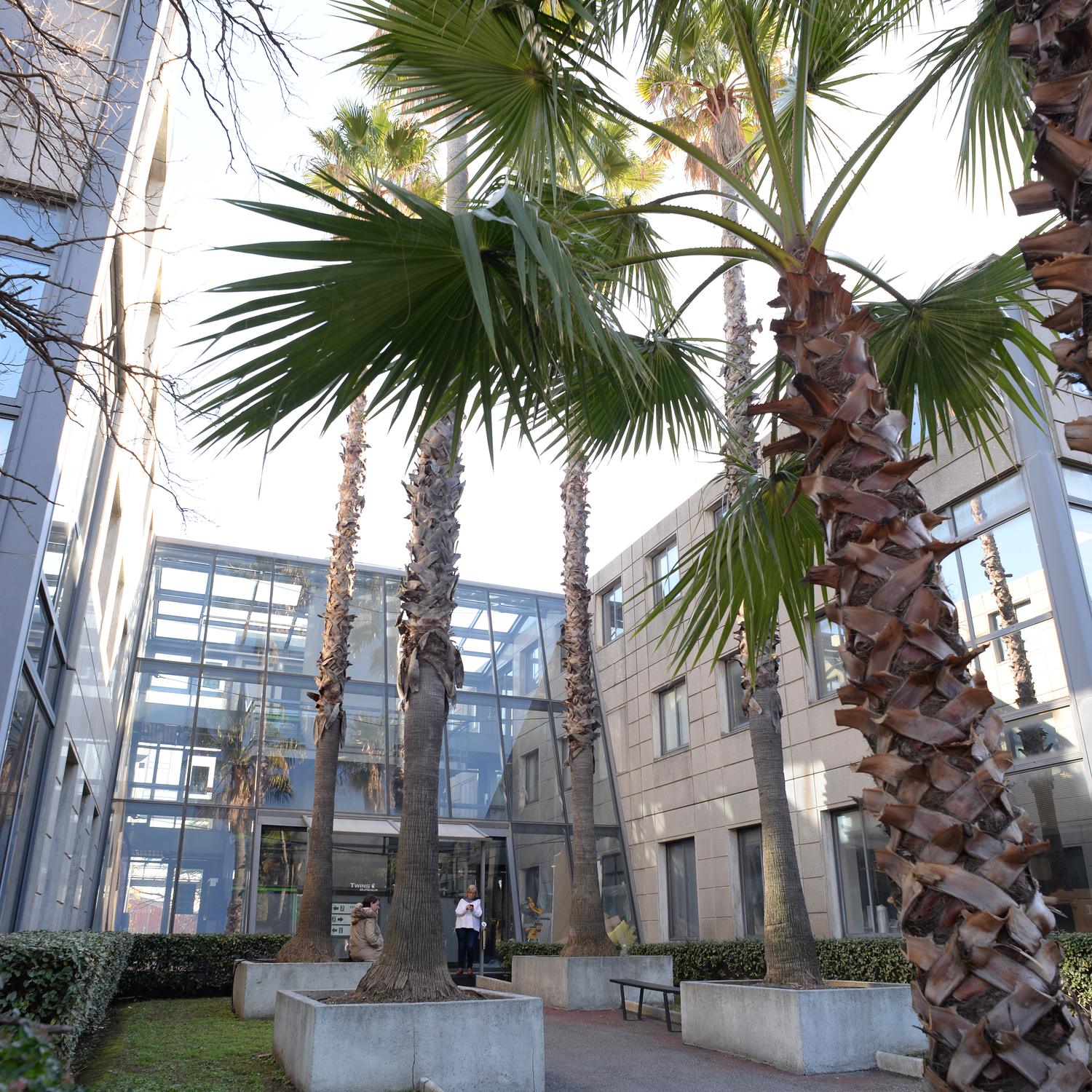 Le patio planté de palmiers devant le hall vitré